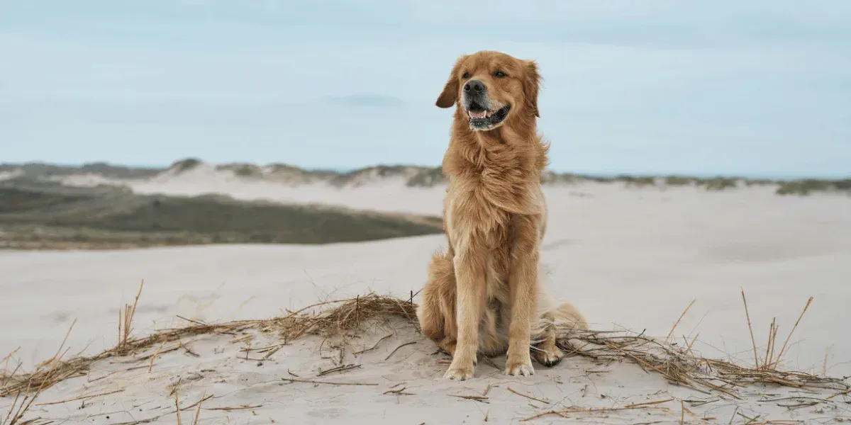 A dog at Sands Inn & Suites, a pet-friendly hotel